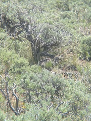 Centrocercus urophasianus