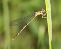 Argia apicalis