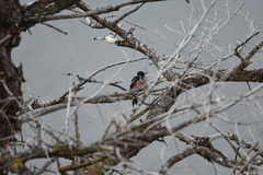Melanerpes lewis