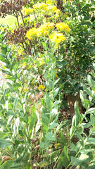 Solidago rigida