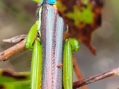 Erythraeoidea