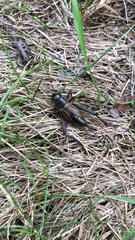 Gryllus