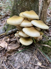 Armillaria mellea