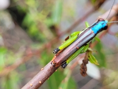 Erythraeoidea