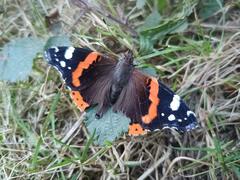 Vanessa atalanta atalanta