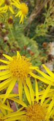 Jacobaea