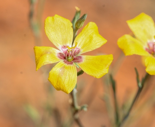 Plains flax (Linum puberulum)