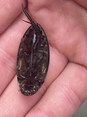 Hydrophilus triangularis