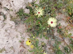 Cleretum bellidiforme