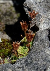 Saxifraga cespitosa