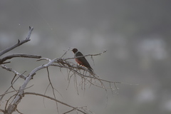 Melanerpes lewis