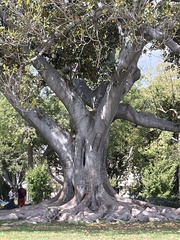 Ficus benghalensis