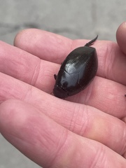 Hydrophilus triangularis