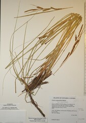 Carex aquatilis substricta