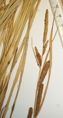 Carex aquatilis substricta