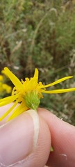 Jacobaea