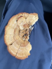 Pycnoporellus fulgens