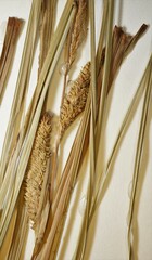 Carex aquatilis substricta