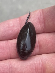 Hydrophilus triangularis