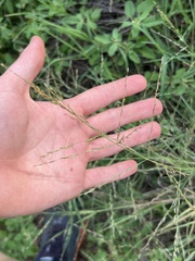 Eragrostis curtipedicellata