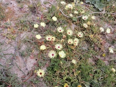 Cleretum bellidiforme