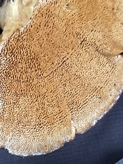 Pycnoporellus fulgens