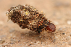 Cryptocephalinae