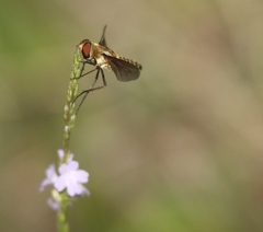Poecilanthrax lucifer