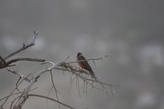 Melanerpes lewis
