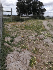 Cleretum bellidiforme