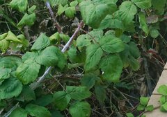 Rubus occidentalis