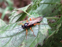 Pimpla