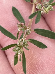 Euphorbia maculata