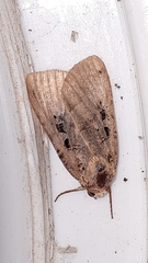 Xestia normanianus