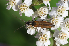 Oedemera femorata