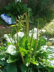 Plantago