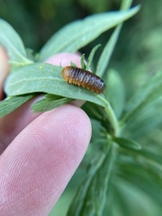 Monocesta coryli