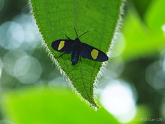 Trichaetoides apicalis