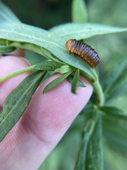 Monocesta coryli