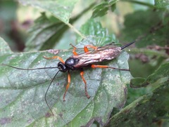 Pimpla