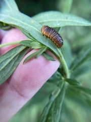 Monocesta coryli