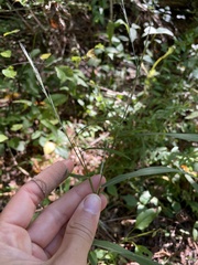 Muhlenbergia schreberi