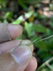 Muhlenbergia schreberi
