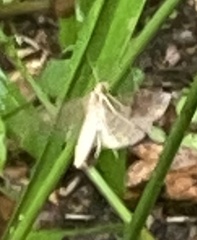 Erebidae