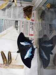 Polyura schreiber tisamenus