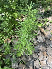Artemisia vulgaris