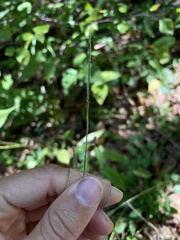 Muhlenbergia schreberi