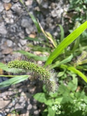Setaria verticillata