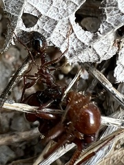 Solenopsis invicta
