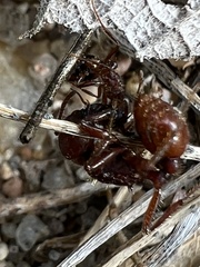 Solenopsis invicta